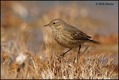American Pipit (Anthus rubescens)