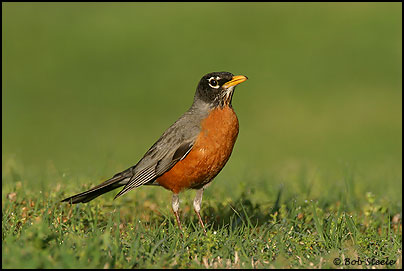 American Robin (Turdus migratorius)