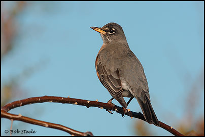 American Robin (Turdus migratorius)