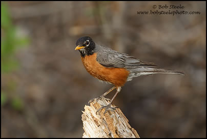 American Robin (Turdus migratorius)