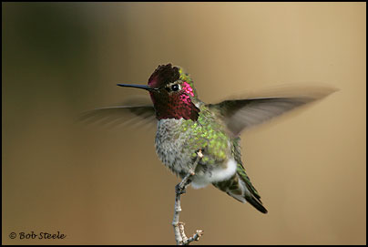 Anna's Hummingbird (Calypte anna)