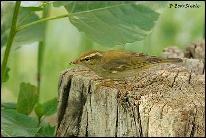 Arctic Warbler (Phylloscopus borealis)