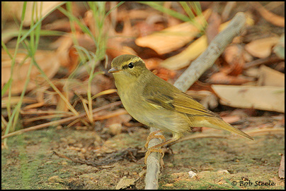 Arctic Warbler (Phylloscopus borealis)