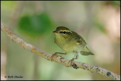 Arctic Warbler (Phylloscopus borealis)