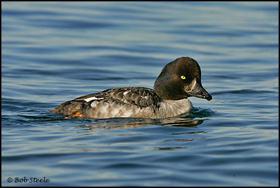Barrow's Goldeneye (Bucephala islandica)