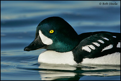 Barrow's Goldeneye (Bucephala islandica)