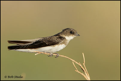 Bank Swallow (Riparia riparia)