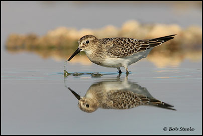 Baird's Sandpiper (Calidris bairdii)