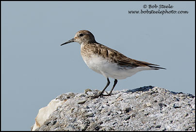 Baird's Sandpiper (Calidris bairdii)