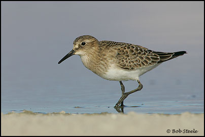 Baird's Sandpiper (Calidris bairdii)