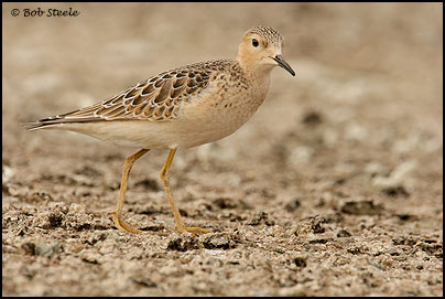 Buff-breasted Sandpiper (Tryngites subruficollis)