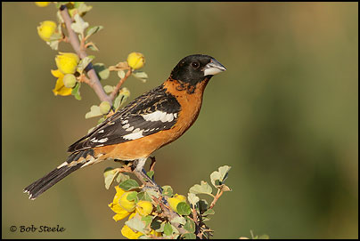 Black-headed Grosbeak (Pheucticus melanocephalus)