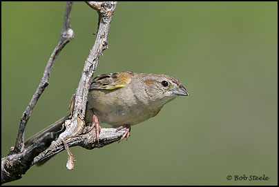 Botteri's Sparrow (Aimophila botterii)