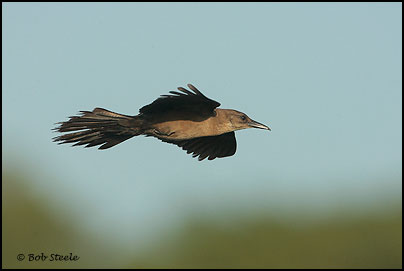 Boat-tailed Grackle (Quiscalus major)