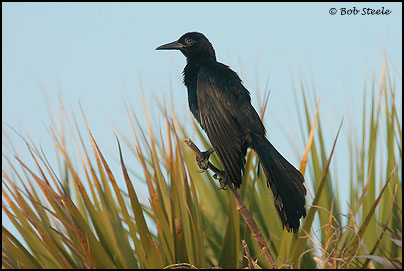 Boat-tailed Grackle (Quiscalus major)