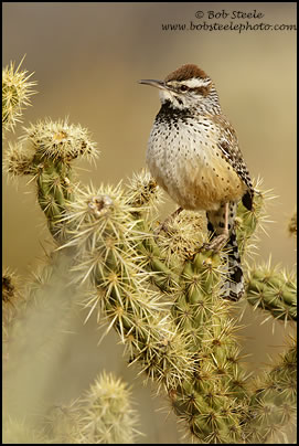 Cactus Wren (Campylorhynchus brunneicapillus)