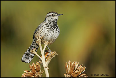 Cactus Wren (Campylorhynchus brunneicapillus)