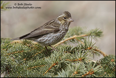 Cassin's Finch (Carpodacus cassinii)