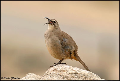 California Thrasher (Toxostoma redivivum)
