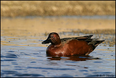 Cinnamon Teal (Anas cyanoptera)