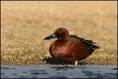 Cinnamon Teal (Anas cyanoptera)