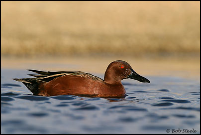 Cinnamon Teal (Anas cyanoptera)