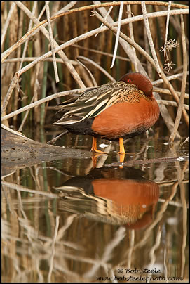 Cinnamon Teal (Anas cyanoptera)