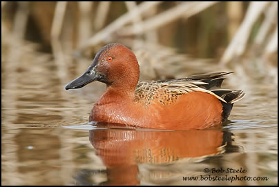 Cinnamon Teal (Anas cyanoptera)