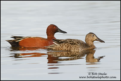 Cinnamon Teal (Anas cyanoptera)