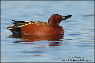 Cinnamon Teal (Anas cyanoptera)