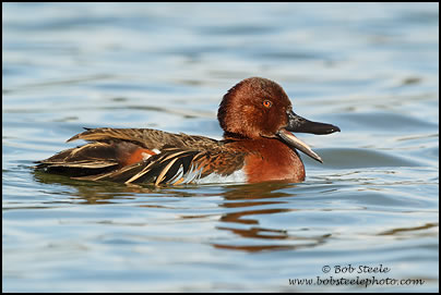 Cinnamon Teal (Anas cyanoptera)