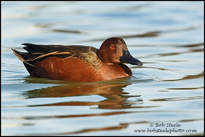 Cinnamon Teal (Anas cyanoptera)