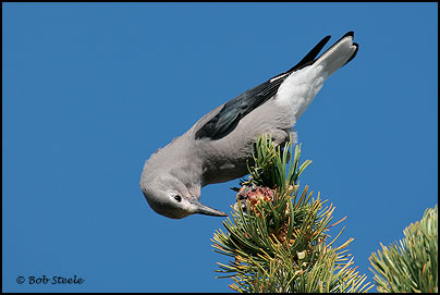 Clark's Nutcracker (Nucifraga columbiana)