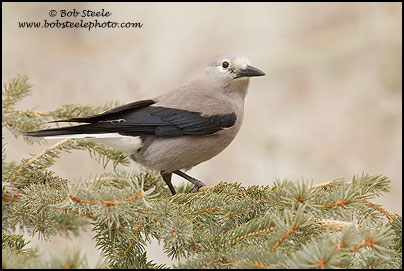 Clark's Nutcracker (Nucifraga columbiana)