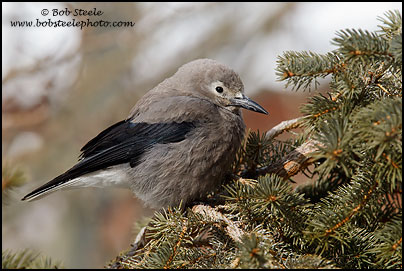 Clark's Nutcracker (Nucifraga columbiana)