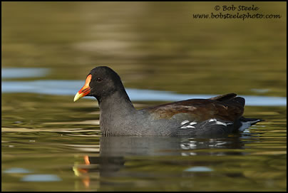Common Gallinule (Gallinula galeata)