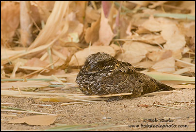 Common Poorwill (Phalaenoptilus nuttallii)