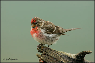 Common Redpoll (Carduelis flammea)