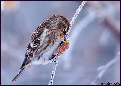 Common Redpoll (Carduelis flammea)