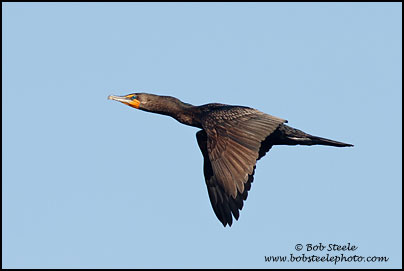 Double-crested Cormorant (Phalacrocorax auritus)
