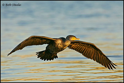 Double-crested Cormorant (Phalacrocorax auritus)