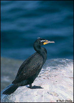 Double-crested Cormorant (Phalacrocorax auritus)