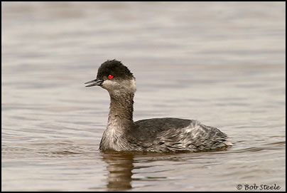 Eared Grebe (Podiceps nigricollis)