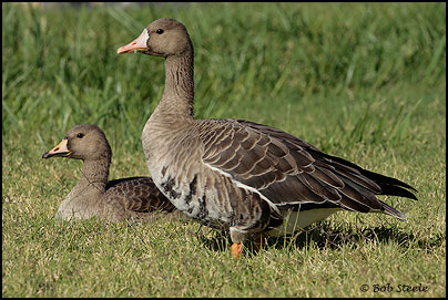 Greater White-fronted Goose (Anser albifrons)