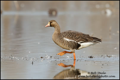 Greater White-fronted Goose (Anser albifrons)
