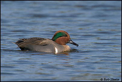 Green-winged Teal (Anas crecca)