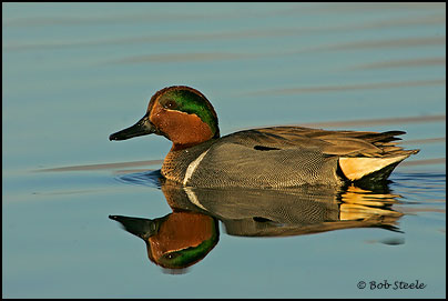 Green-winged Teal (Anas crecca)