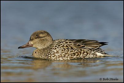 Green-winged Teal (Anas crecca)