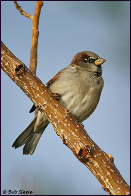House Sparrow (Passer domesticus)