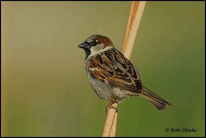 House Sparrow (Passer domesticus)